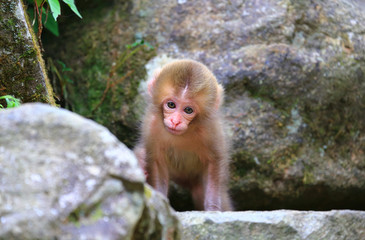 かわいい野生の猿の赤ちゃん