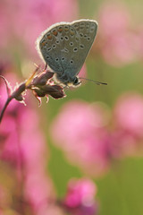 Pink flowers with Common Blue butterfly