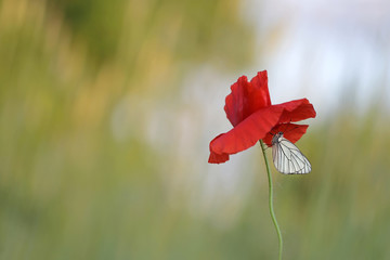 Black-veined White butterfly, Aporia crataegi on flowering poppy