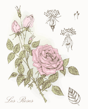 Rose botanical illustratoin