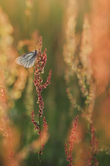 Black-veined White butterfly, Aporia crataegi