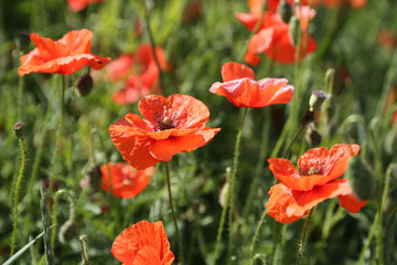 Field of red dainty poppies.