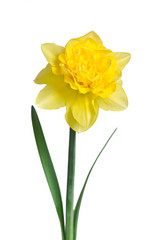 Beautiful daffodil isolated on white background