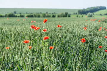 Field of red dainty poppies.