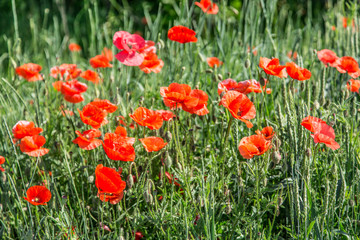 Field of red dainty poppies.