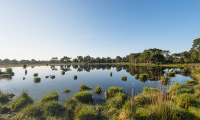 Natural mirror in the summer season