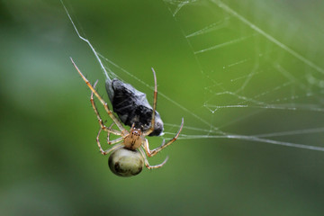 Spider with Prey