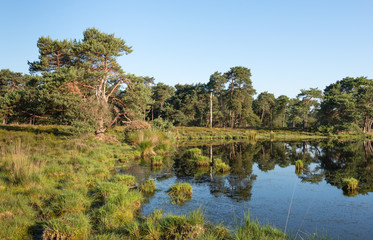 Fototapeta na wymiar Natural pond in a nature reserve at dawn