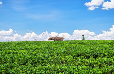 Di Linh Plateau, Lam Dong, Vietnam - May 14, 2015: A farmer was plowing furrows led Buffalo...