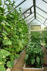 Vegetables Plants Growing In A Greenhouse