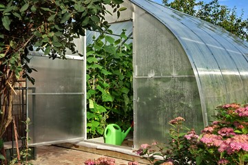Vegetables Plants Growing In A Greenhouse