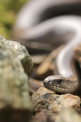 Slowworm, Anguis fragilis
