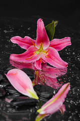 Pink lily with therapy stones 
