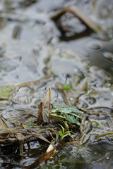 swamp with green frog