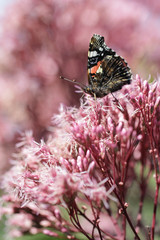 butterfly in the garden - Red Admiral butterfly (Vanessa atalanta)