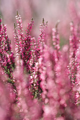 Heather flowers blossom in august 