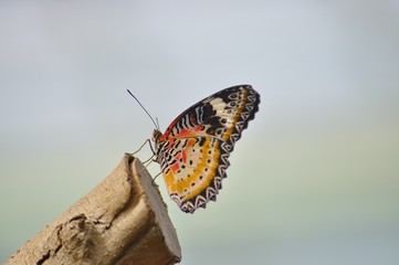 Jardin des papillons