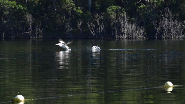 Bird swimming on the water at lake moogerah during the day.