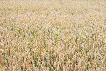 Yellow wheat growing in a farm field