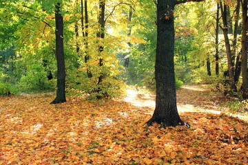 Beautiful autumn forest. Fall scene. Beautiful Autumnal park. Greenwood. Beauty nature scene. 