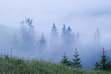 Foggy morning  landscape