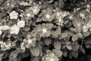 Vintage periwinkle flower in garden