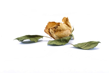 Dried flower (rose) isolated on white background