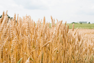 Yellow wheat growing in a farm field