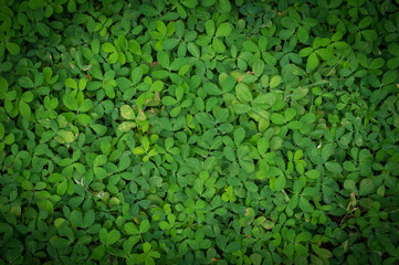 Blur tiny green leaves background, Texture