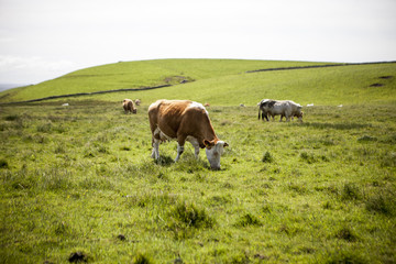 Grazing Cows
