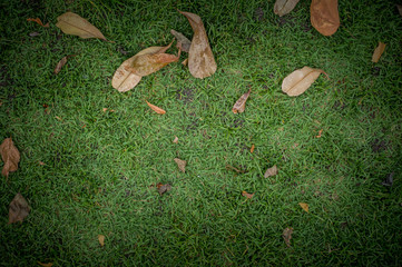 dry leaf on green grass