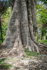 The root of the tree in the garden