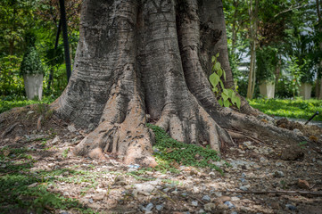 The root of the tree in the garden
