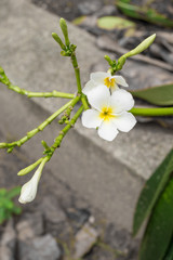 White Plumeria flowers