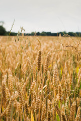 Yellow wheat growing in a farm field
