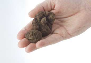 Hand holding black truffles
