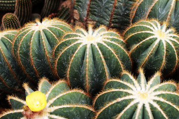 Naklejka na ściany i meble Group cactus with yellow flowers