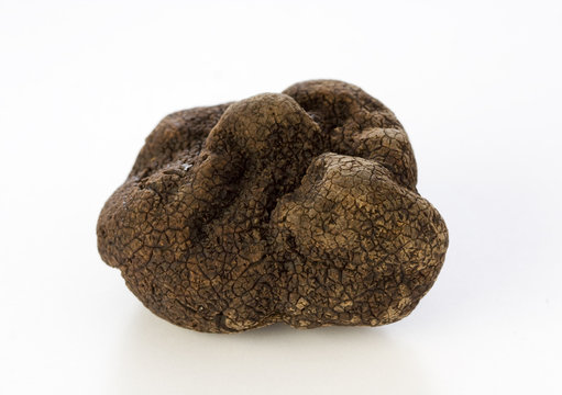 Black truffle Tuber Melanosporum on white
