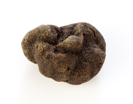 Black Truffle Tuber Melanosporum On White