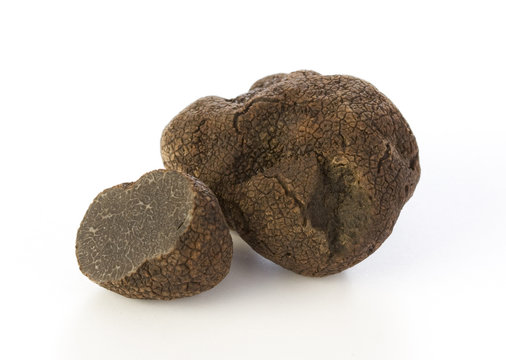 Black truffle Tuber Melanosporum on white