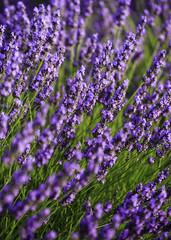 Naklejka premium fields of blooming lavender flowers (Provence, France) 