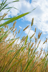 Yellow wheat growing in a farm field