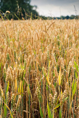 Yellow wheat growing in a farm field