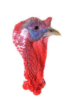 portrait Turkey