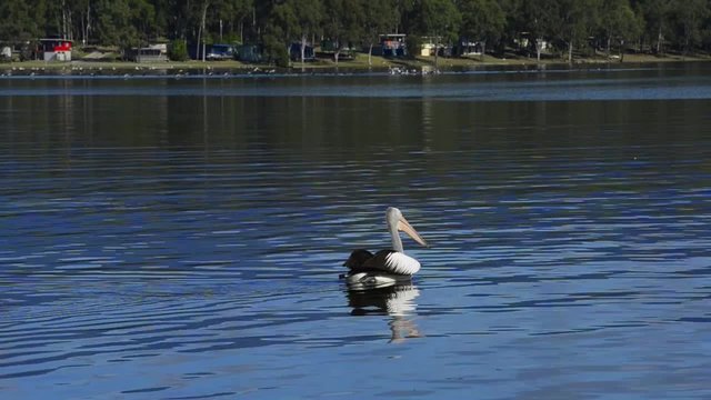 Birds swimming on the water at lake moogerah during the day.