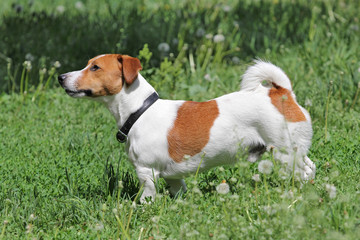 Young puppy dog Jack Russell terrie