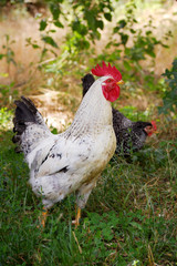 A group of two free range hens and a cockerel foraging for food in summer grass.