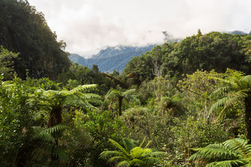 Naklejka premium Native bush of New Zealand