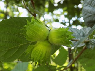 Immature hazelnuts