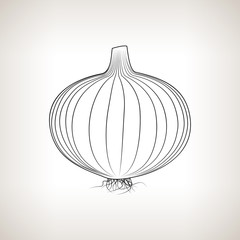Onion ,Image Bulb Onion in the Contours on a Light Background, Black and White Vector Illustration